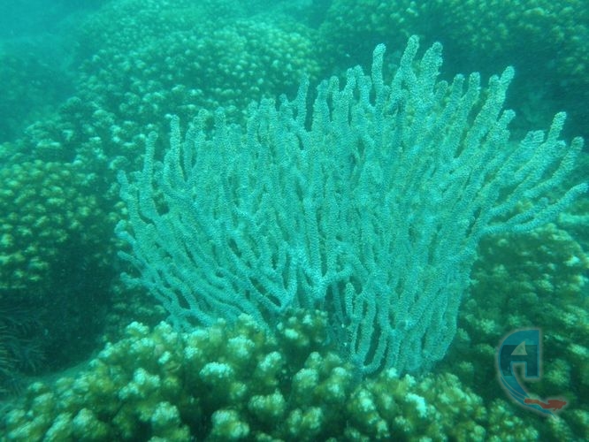 paisaje submarino corales